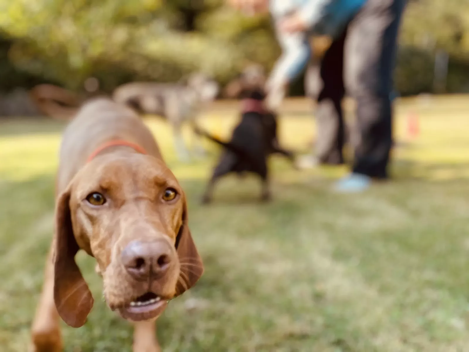 Hundetraining Hamburg bei Beziehungssache Hund