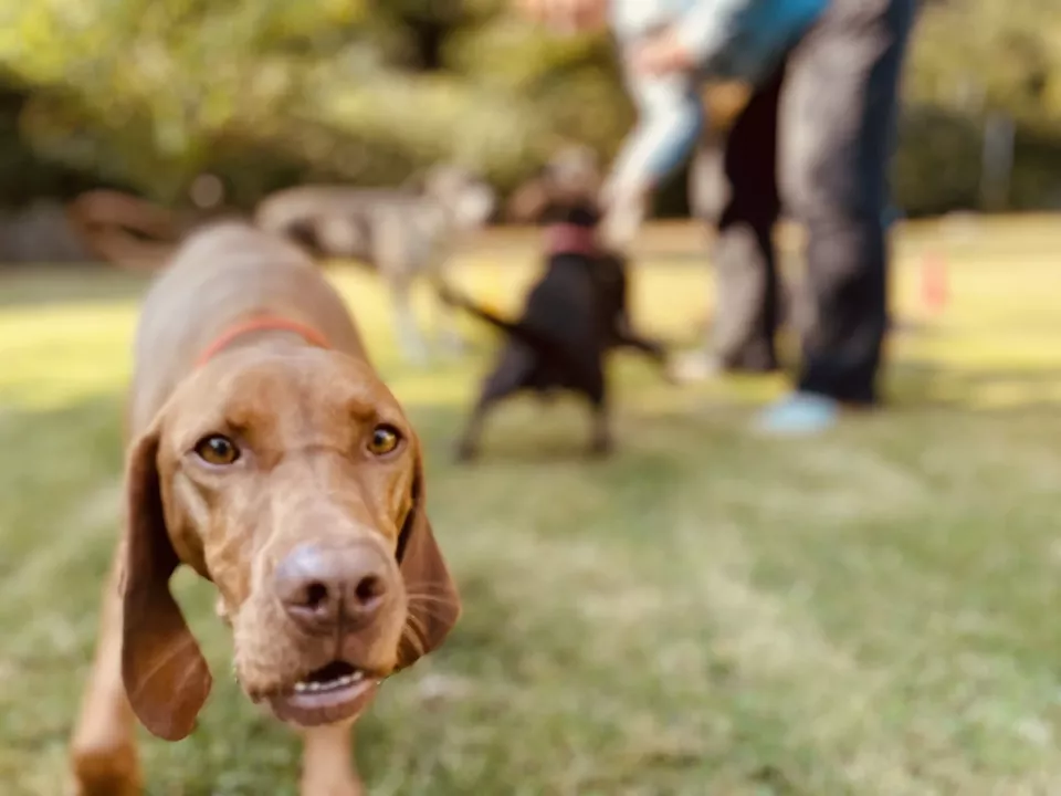 DOGSpace Hamburg für Begegnung und Training